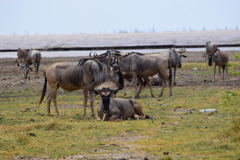 Viaggio di due giorni al Lago Manyara con canoa e passerella tra le cime degli alberiCampeggio a Karatu