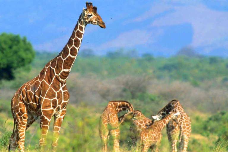 From Nairobi: Meru, Bisanadi, and Rhino Sanctuary Safari