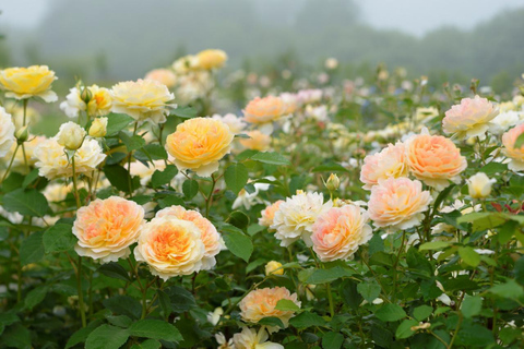 Sapporo: Hokkaido Snowy Wilderness Day Tour