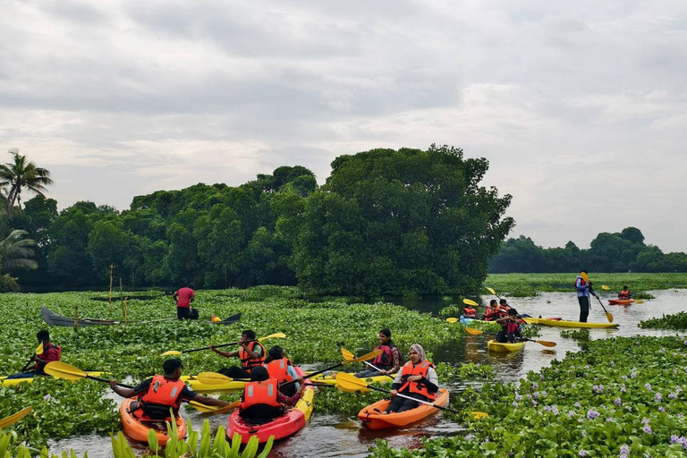 Canoe Ride through Mangroves in Kumbalangi From Cochin