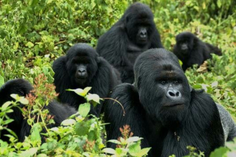 Kigali: 2-Day Gorilla Trekking, City Tour & Cultural Visit
