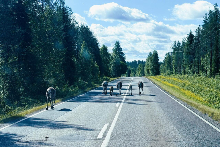 Rovaniemi to Ruka Roller Coaster & Korouoma Canyon Waterfall