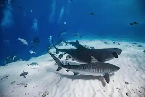 8 Days Fuvahmulah Tiger Shark Diving