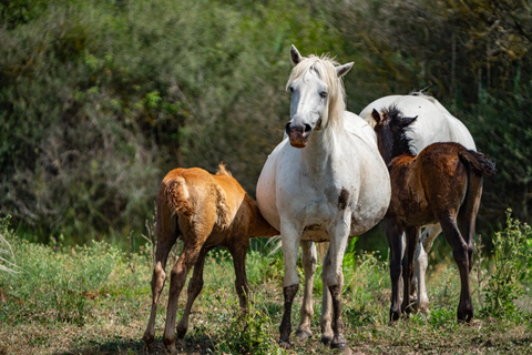 Camargue: Electric Safari with Guide in a private reserve