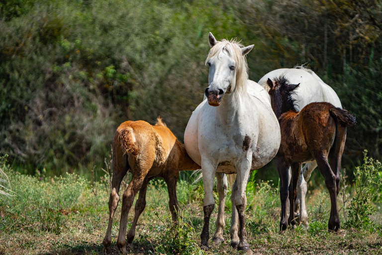 Camargue: Electric Safari with Guide in a private reserve