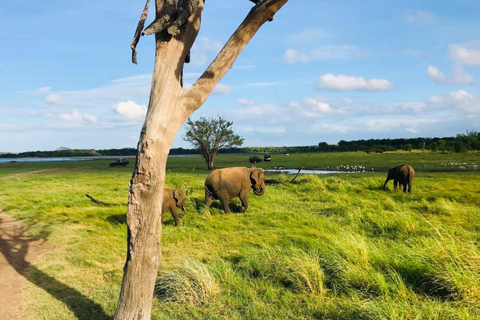 Sigiriya Rock, Elephant Safari & Ayurvedic Massage Day Trip