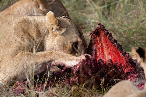 Nairobi: Safari de 3 dias em Maasai Mara com alojamento.AW