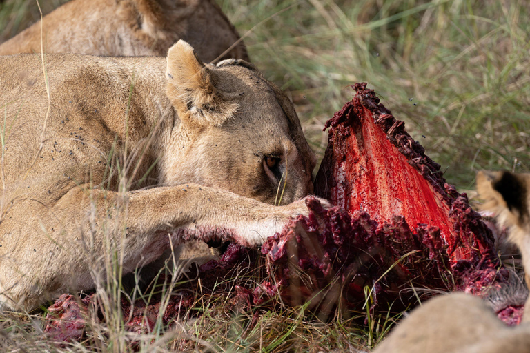 Nairobi: Safari de 3 dias em Maasai Mara com alojamento.AW