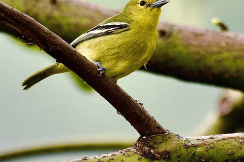 Talangama Wetlands Birdwatching & Local Village Experience