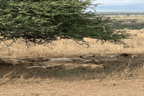 Safari Maasai Mara 3 dni/2 noce