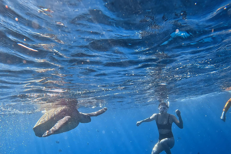 Waikiki : Visite en petit groupe du Turtle Canyon avec masque et tuba