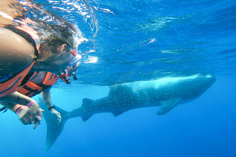 Aventura com tubarões-baleia em Isla Mujeres