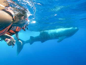 Avventura con gli squali balena da Isla Mujeres