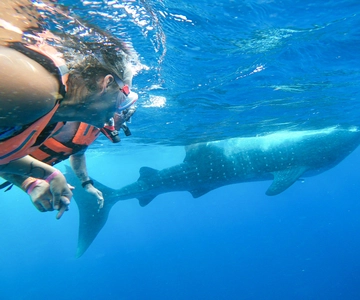 Aventure avec le requin-baleine depuis Isla Mujeres