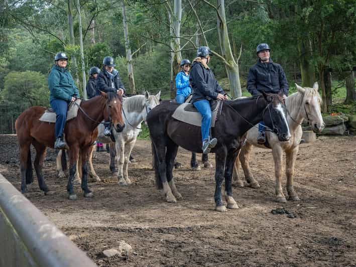 Horse Riding, Koalas & Kangaroos - Wild Australia | GetYourGuide