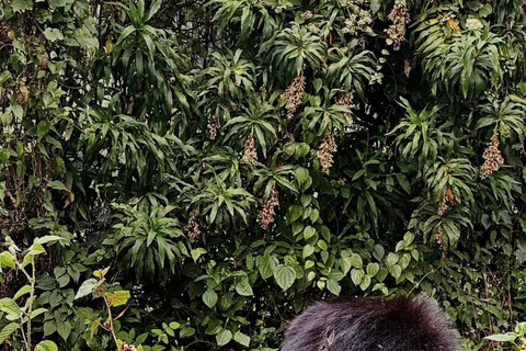 5-Day Gorilla Trekking & Wildlife Safari Experience