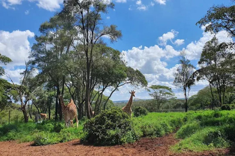 Nairobi: National Park, Elephant Orphanage & Giraffe Center