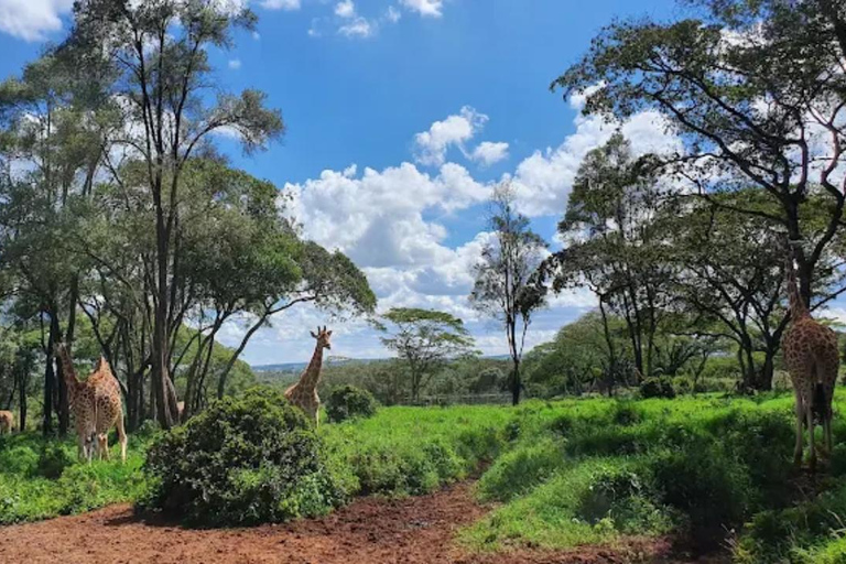 Nairobi: National Park, Elephant Orphanage & Giraffe Center
