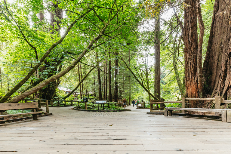 Z San Francisco: wycieczka grupowa Muir Woods i Sausalito