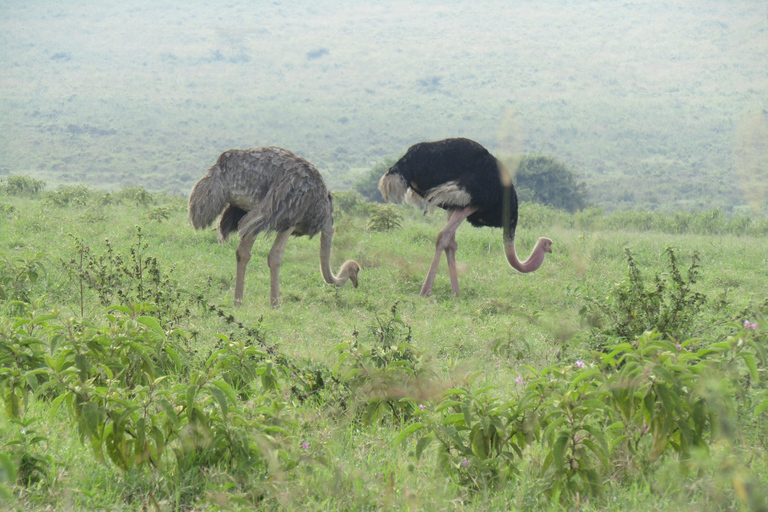 De Nairobi: Viagem de 1 dia ao Parque Nacional do Lago Nakuru