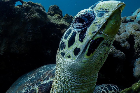 diymaniyat Snorkelling (swim whalesharks or turtles)