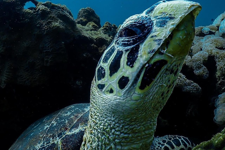 diymaniyat Snorkelling (swim whalesharks or turtles)