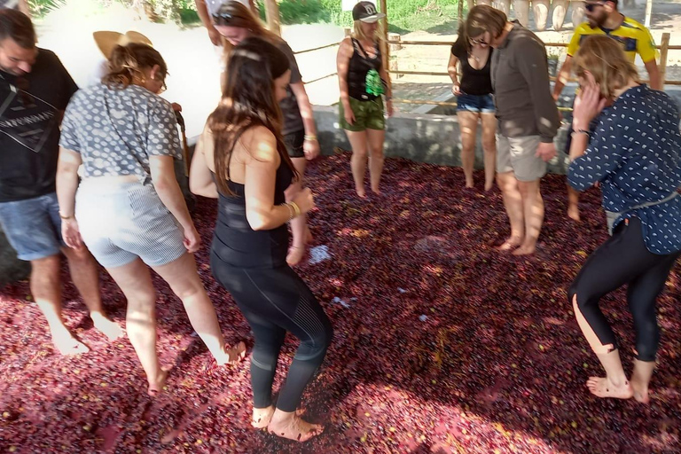 Depuis Ica ou Huacachina : visite du vignoble et de la cave artisanale de Tacama.