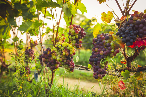 Krakow: Vineyard Tour with Wine Tasting & Dinner Extended Tasting