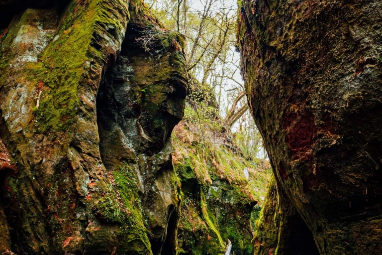 Begib dich auf die dunkle Seite der magischen NaturVon Glasgow aus: Geführte Nachtwanderung in einem geheimnisvollen Wald