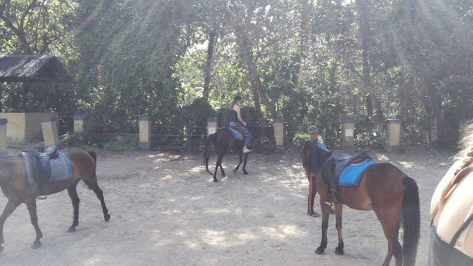 Ubud 1 Hour Beach Horse Riding with Transfer GetYourGuide