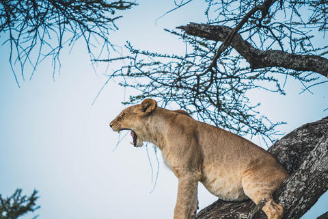 Arusha: Big Time Wildlife Safari in Tanzania