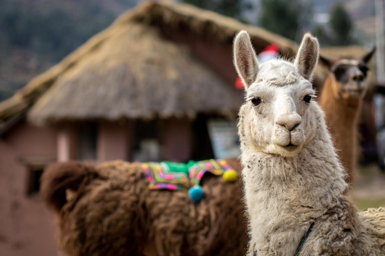 From Cusco: Connection with Nature - Alpaca Therapy