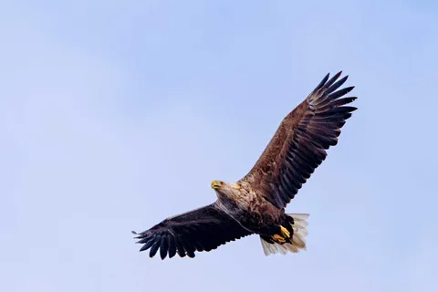 Sea Eagle Sunset Cruise