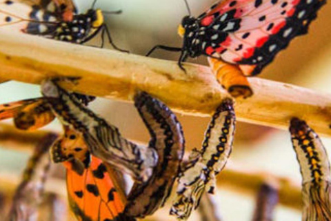 Zanzibar: las Jozani, centrum motyli i wycieczka na plażę MtendeOdbiór z miejsca zakwaterowania nie jest wliczony w cenę.