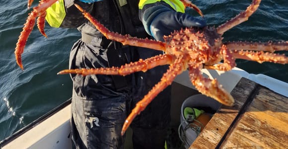 Tromsø: Exclusive King Crab Fishing Experience