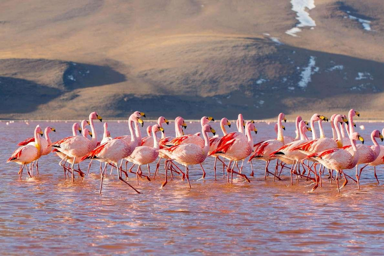 La Paz:4day excursion toSan Pedro de Atacama with salt flats