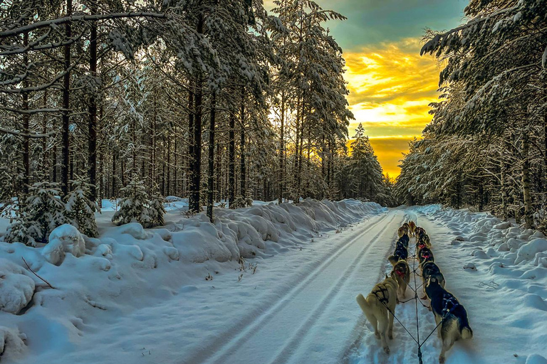 Hudiksvall: Dog Sledding Tour with Bonfire and Refreshment