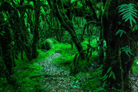 Parque Nacional de Doi Inthanon y Senderismo Ruta Natural de Kew Mae Pan