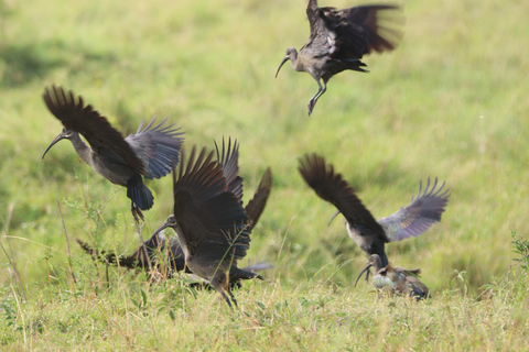 5 Hours Nairobi National Park Game Drive Tour in 4x4 Vehicle Private Guided Tour 4x4 Van
