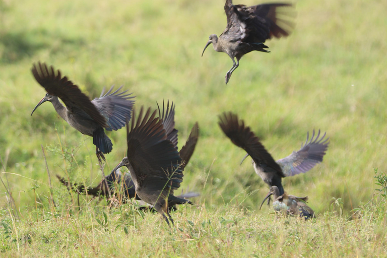 5 Hours Nairobi National Park Game Drive Tour in 4x4 Vehicle Private Guided Tour 4x4 Van