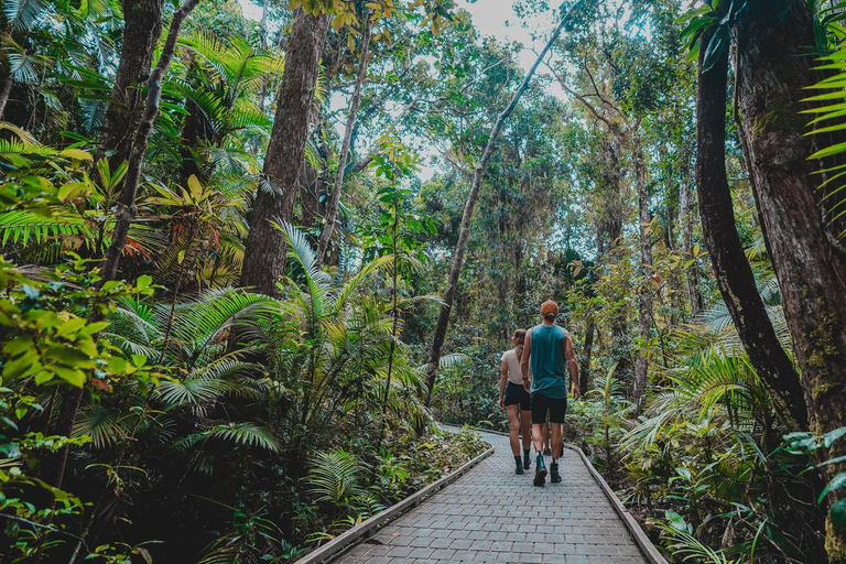 Cape Tribulation : Visite nocturne de la forêt tropicale de Daintree