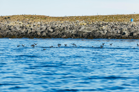 Reykjavik: Walvistour per RIB boot