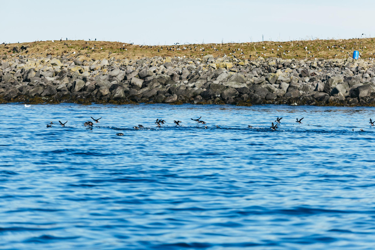 Reykjavik : Tour en bateau pour observer les baleines