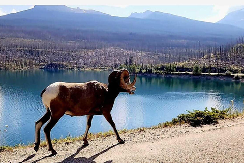 Banff: Lake Louise and Moraine Lake Tour with Pickup & Drop