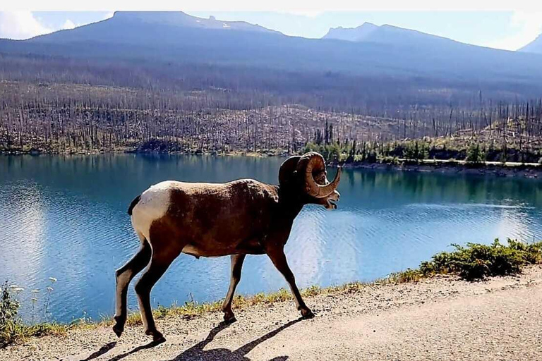 Banff: Lake Louise and Moraine Lake Tour with Pickup & Drop
