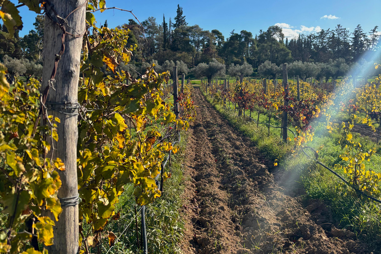 Athens: Athens Wine tour with Wine Tasting at local Winery Athens: Private Wine Estate Tour with Wine Tasting