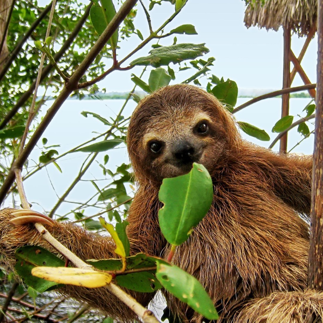 Uvita: Løype for dovendyr - den beste dovendyrturen i Costa Rica |  GetYourGuide, image size:1080x1080