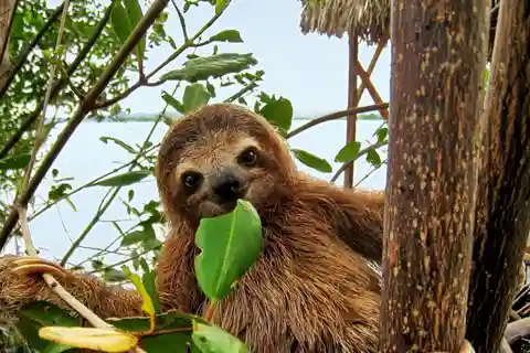 Uvita:Sloth Watching Trail - den bästa turen i Costa Rica