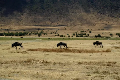 3-Days Serengeti National Park from Zanzibar with Flights