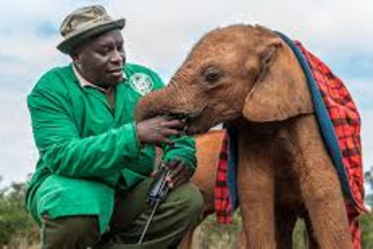 Nairobi : Visite privée du David Sheldrick Wildlife Trust